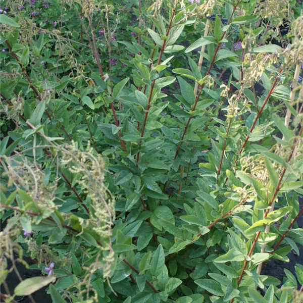 Lespedeza polystachya 3