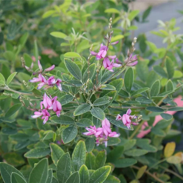 Lespedeza thungergii Gibraltar