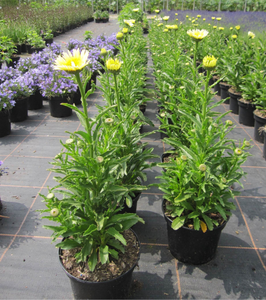 Großblumige Garten-Margerite Real Glory 2