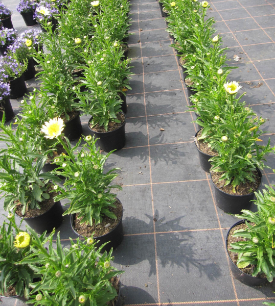 Großblumige Garten-Margerite Real Glory 3