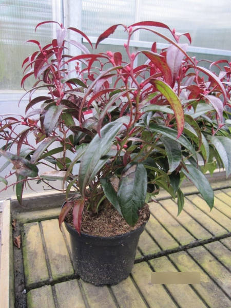 Traubenheide Carinella 1