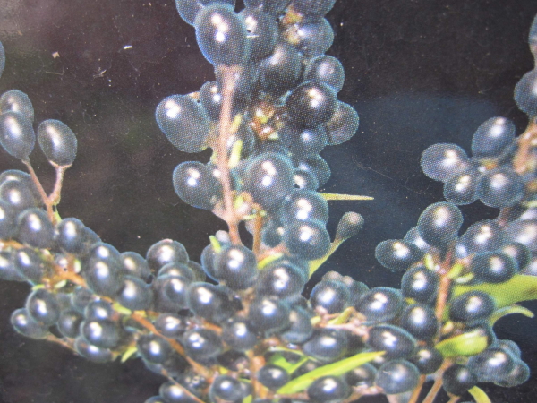 Ligustrum vulgare Black Pearl - Schwarzperlen-LigusterBlack - 60-80cm |  eBay.de