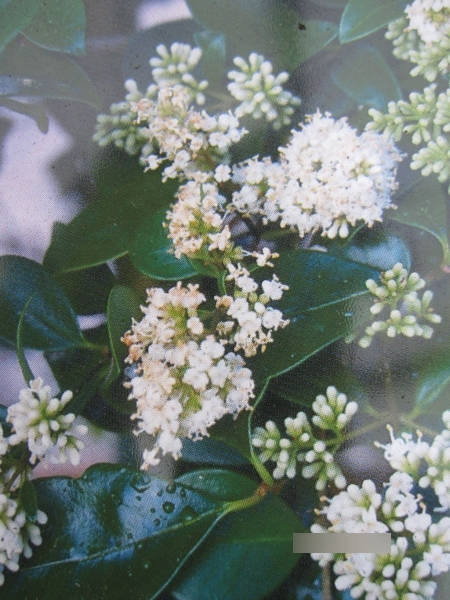 Ligustrum japonicum Texanum 2