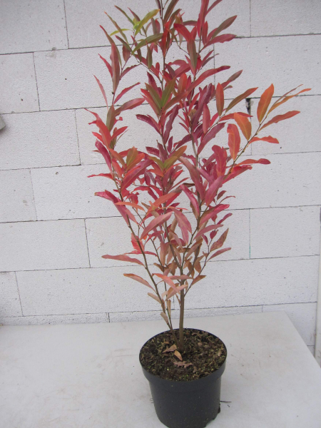 Lindera angustifolia 1