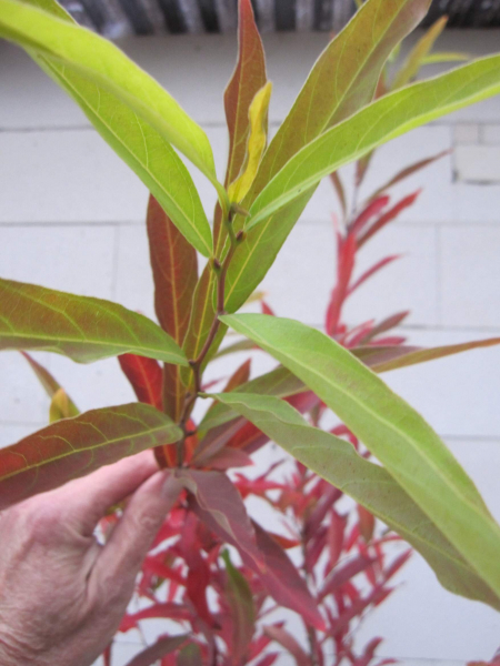 Lindera angustifolia 2