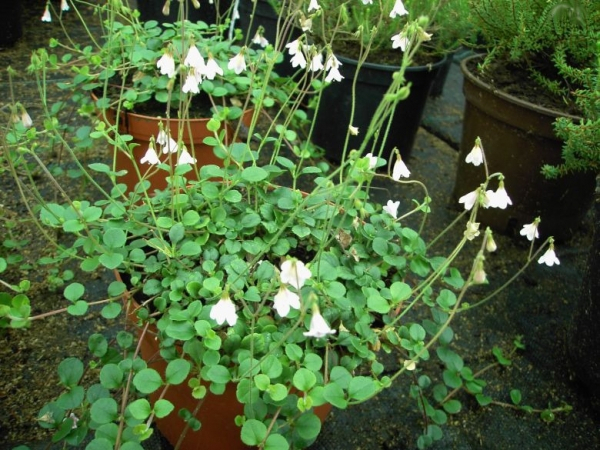 Linnaea borealis 2