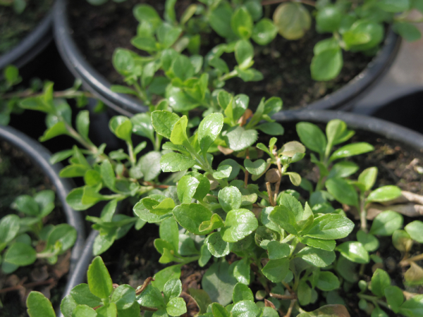 Linnaea borealis 3