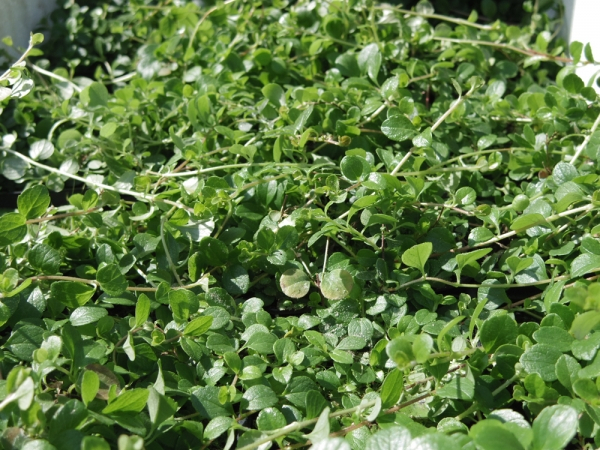 Linnaea borealis 4