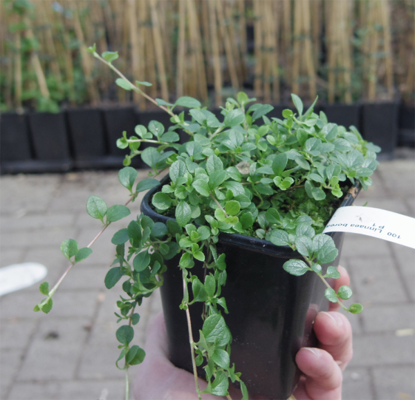 Linnaea borealis 5