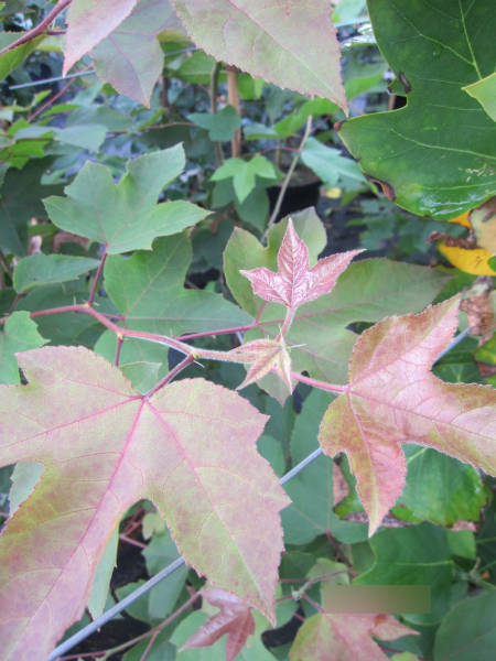 Amberbaum Ellen 2