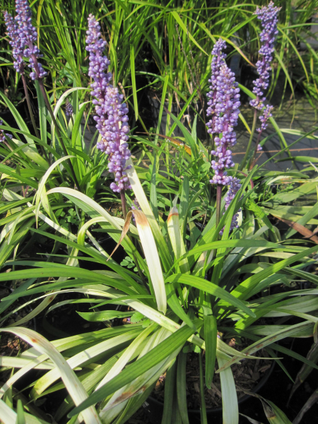 Lilientraube Ingwersen 2