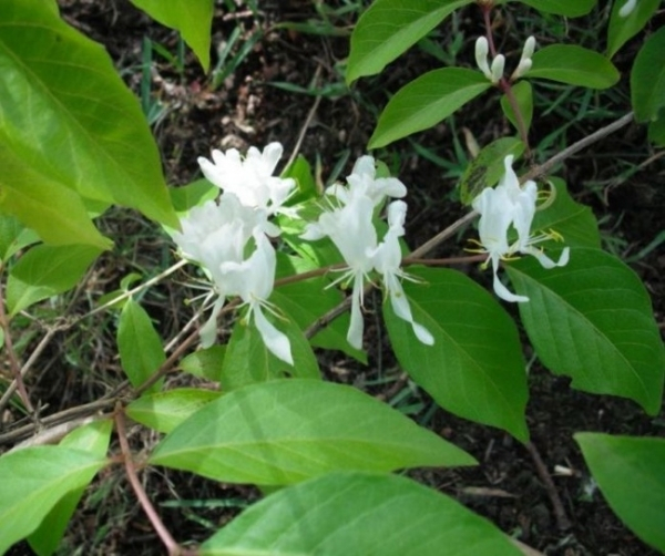 Lonicera maackii 1