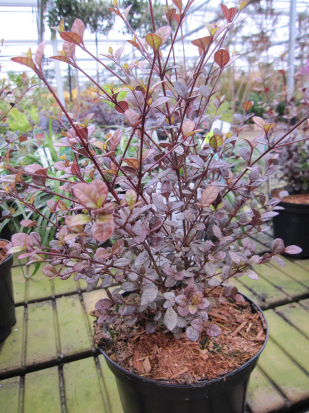 Schopfmyrthe Purpurea 2