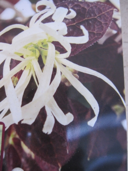 Loropetalum chinense Ruby Snow 1