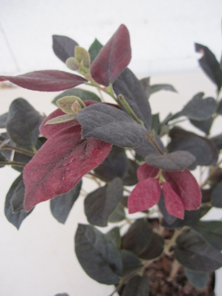 Loropetalum chinense Ruby Snow 2