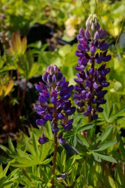 Zwergige-Garten-Lupine Gallery Blau 1
