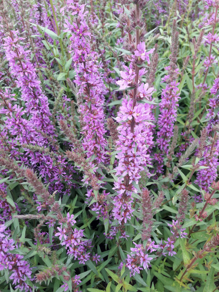 Rutenweiderich Rosy Gem 1