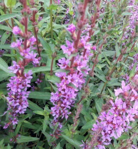 Rutenweiderich Rosy Gem 2