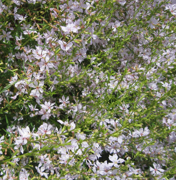 Ruten-Weiderich White Swirl 3