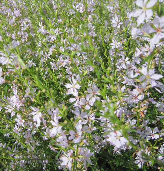 Ruten-Weiderich White Swirl 1