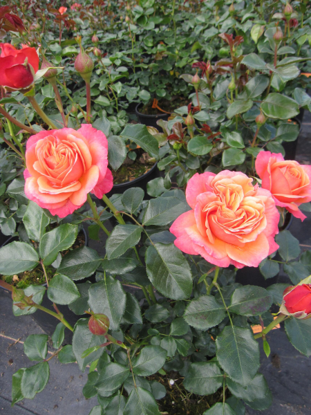 Maerchenrose Coral Lions Rose 3