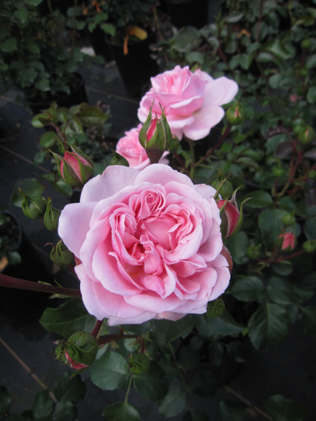 Maerchenrose Home and Garden 2