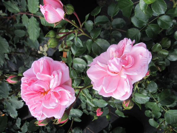 Maerchenrose Home and Garden 3