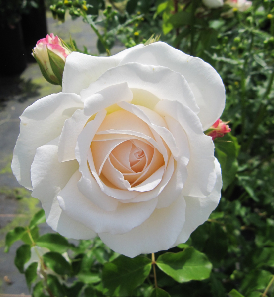 Märchenrose Kosmos Brindisi 2