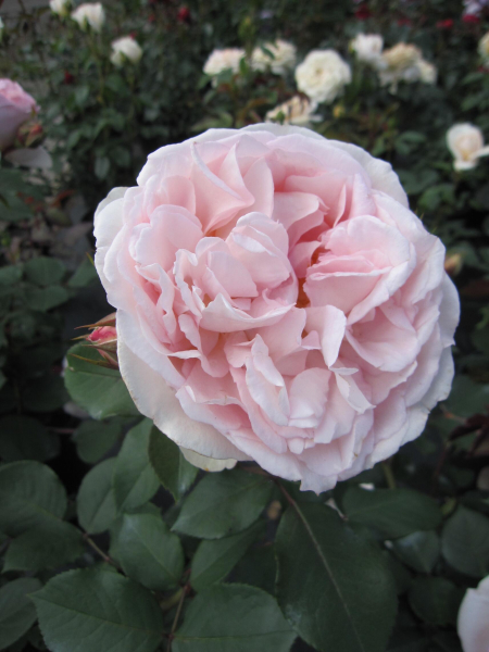 Maerchenrose Maerchenzauber 2