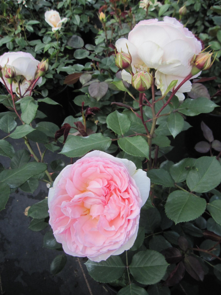 Maerchenrose Maerchenzauber 3