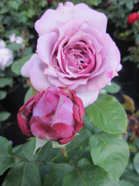 Maerchenrose Novalis 1