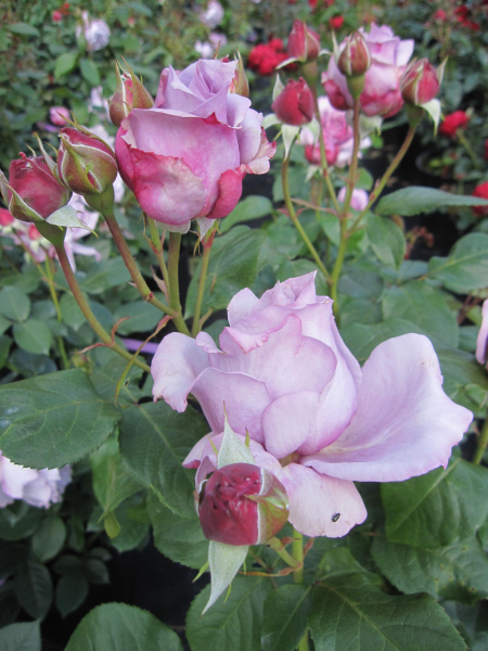 Maerchenrose Novalis 2