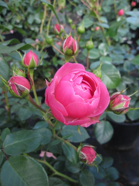 Maerchenrose Pomponella 1