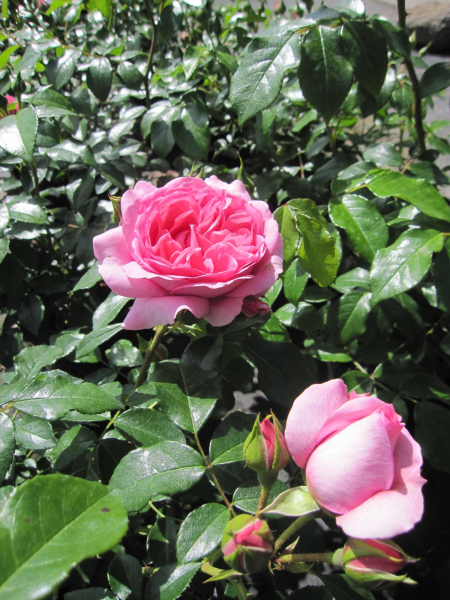 Rosa Rosenfee®. 3