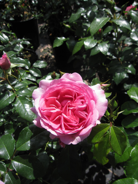 Rosa Rosenfee®. 4