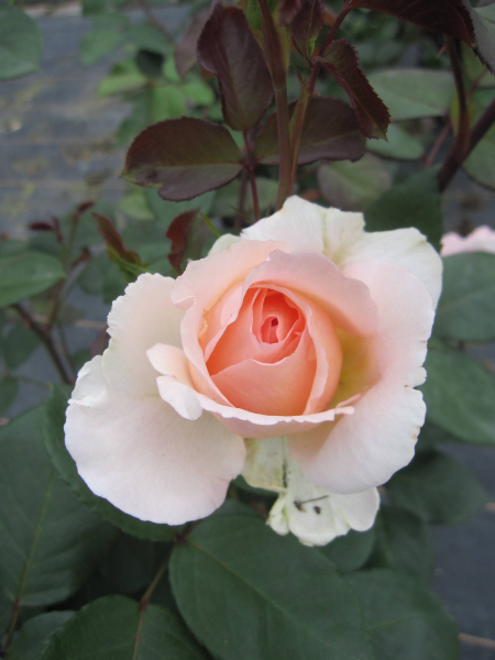 Maerchenrose Maerchenzauber 4