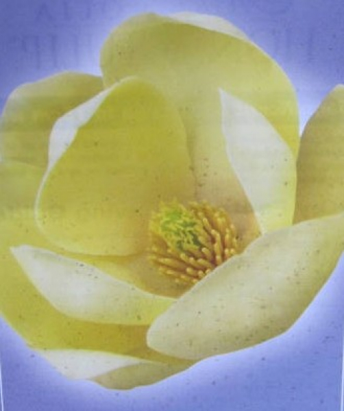 Magnolie Honey Tulip1