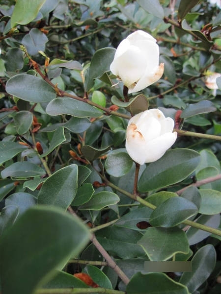 Magnolia dianica Summer Snowflake - Magnolie Summer Snowflake