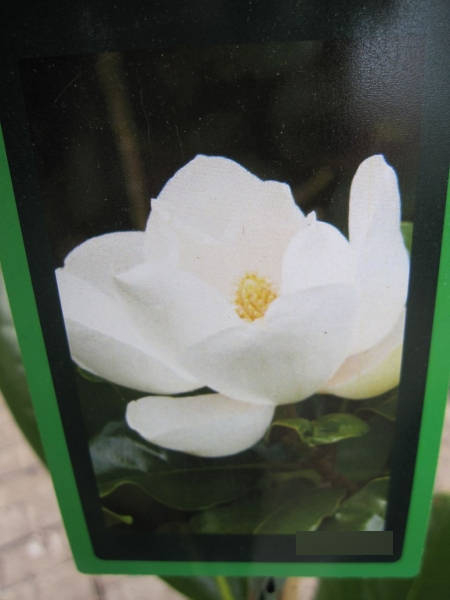 Magnolia grandiflora Francois Tryve2