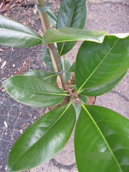 Magnolia grandiflora Francois Tryve3