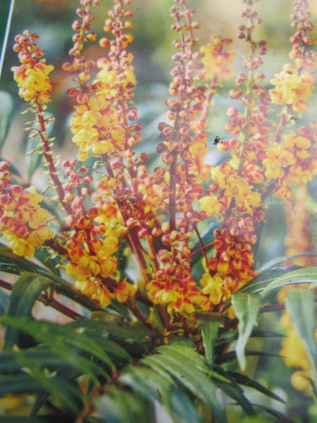 Mahonia aqiuifolium Volcano 1