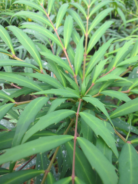 Mahonia aqiuifolium Volcano 2
