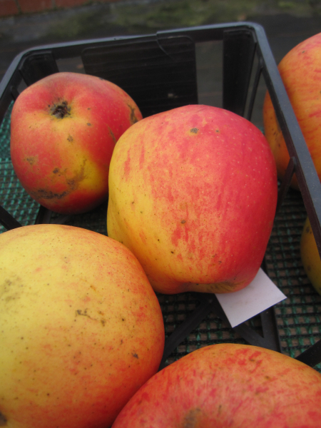 Malus Lohrer Rambur 1