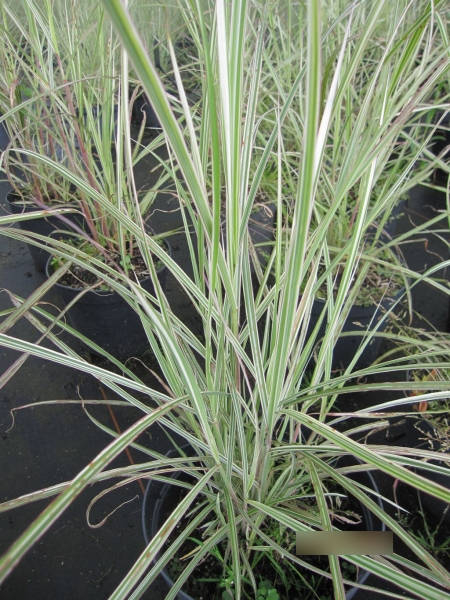 Miscanthus sinensis Moonlight1