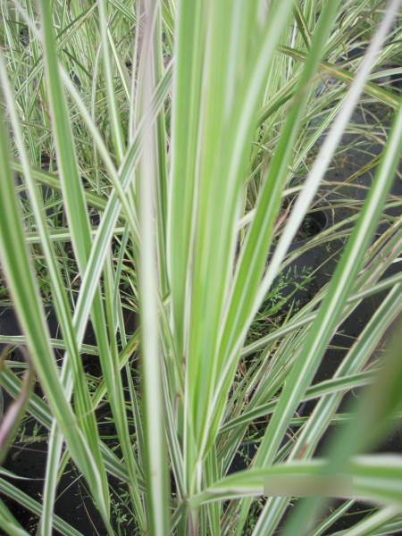 Miscanthus sinensis Moonlight3