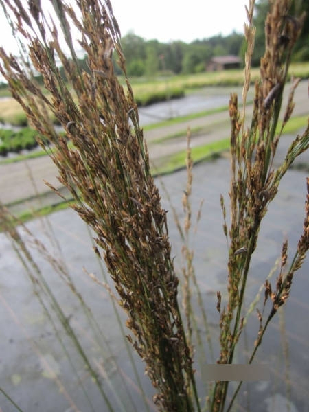 Molinia arundinacea Windspiel 2