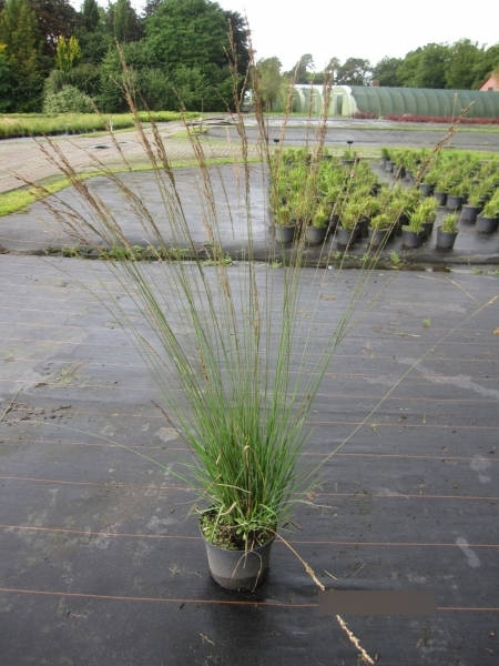 Molinia arundinacea Windspiel2
