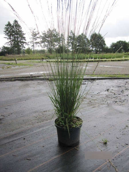 Molinia arundinacea Windspiel