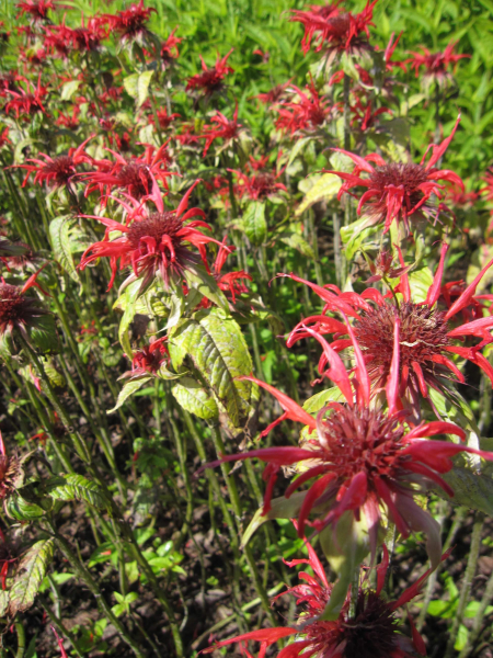 Monarda didyma Squaw 1