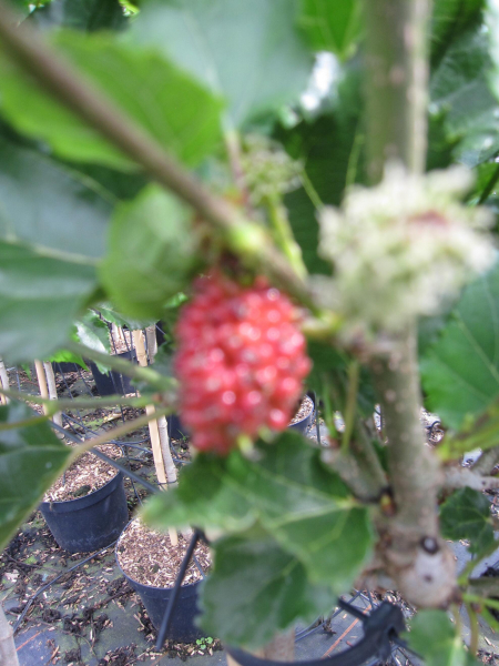 Hochstamm Zwerg-Maulbeere Mojo Berry 2
